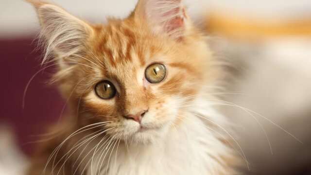 Portrait of an orange kitten Maine Coon cat. 