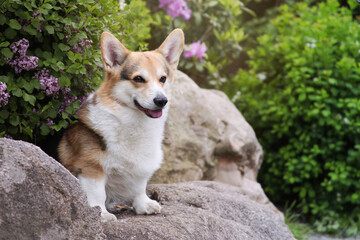 Welsh corgi pembroke. Dog sitting on a big stone.