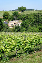Fototapeta na wymiar Vineyards in the hill of Vouvray village. Loire valley