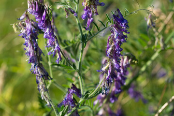 Vicia villosa, hairy vetch violet flowers closeup selective focus