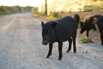 Wildschweine in Spanien - obrazy, fototapety, plakaty