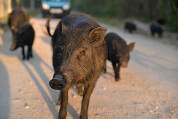 Frei lebende Wildschweine in Spanien