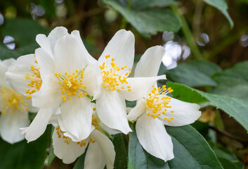 Obraz na płótnie Canvas White Flower shrub Philadelphus Coronarius.