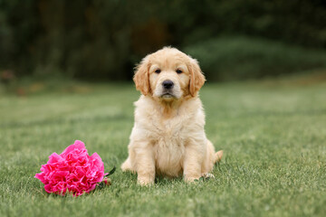 puppy dog golden retriever sits with a rose flower on the path. dog in summer