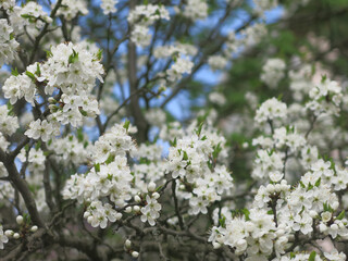 cherry tree blooms luxuriantly with white flowers in the spring in the garden