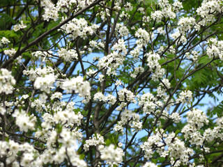 cherry tree blooms luxuriantly with white flowers in the spring in the garden