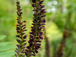 Lilac Flower of Amorpha fruticosa. Close-up.