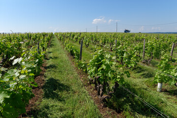 Fototapeta na wymiar Vouvray vineyards in The Loire valley