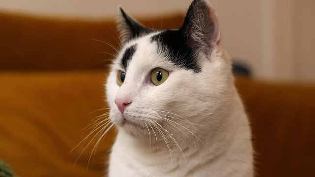 White cat with black spots. Portrait of face looking little bewildered.