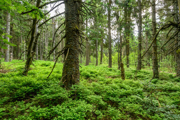 Obraz premium Fichtenstämme, Auschnitt, Bayerischer Wald Auschnitt, Detail