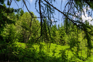 Lerchenzweige  mit Blick auf Fichtenwald un Lichtung mit Blaubeeren