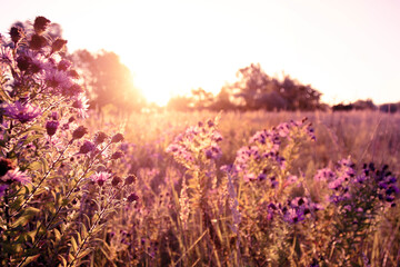 Soft focused Autumn wild grass and flowers on a meadow in the rays of the golden hour sun. Seasonal romantic artistic vintage autumn field landscape wildlife background with morning sunlight