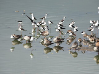 WATER BIRDS 
FLOCK OF BIRDS ALL RESTING TOGETHER BLACK WINGED STILTS AND SPOT BILLED DUCKS