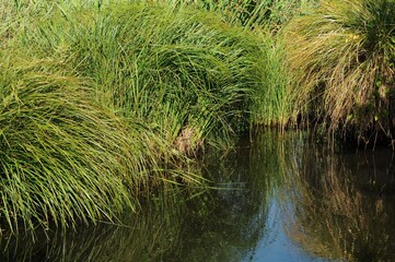 Aux abords du ruisseau