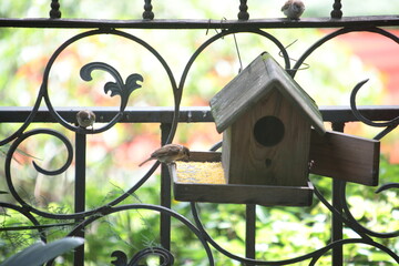 View of A sparrow eating corn standing on the wooden Birdhouse and two sparrows waiting on steel fence during summer