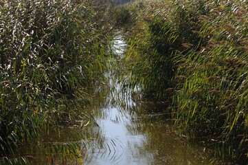 Aux abords du ruisseau