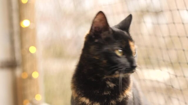 Portrait of pretty, young tortoise shell cat. 