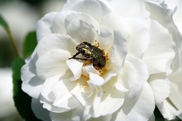 Goldglänzender oder Gemeiner Rosenkäfer (Cetonia aurata)