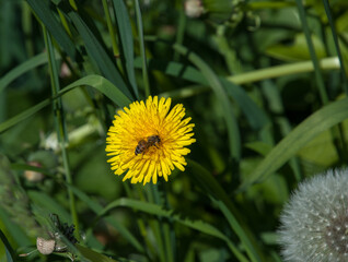 A bee is sitting on a dandelion