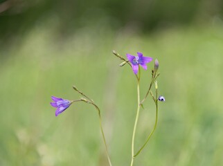 Blue flowers bluebells