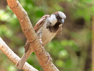 sparrow on a branch