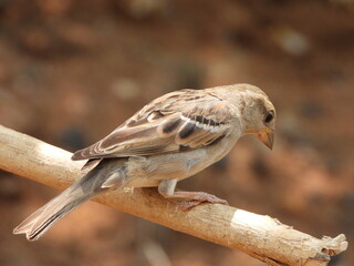 sparrow on a branch