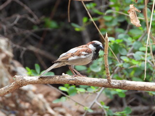 sparrow on a branch