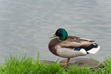 Beautiful duck