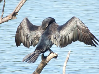 CORMORANT 