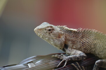 GARDEN LIZARD