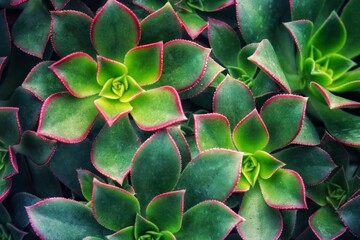 Close up of camellia flower's pattern.Cactus succulent plant for Floral design.Romantic background with camellias, wall tiles, interior, wallpaper, Can be used for any kind of design.