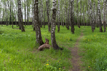 Horizontal crossbar between birch trees