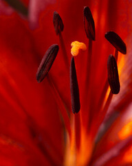 FLOWER ANTHER , STIGMA ,STAMEN - MACR0 PHOTOGRAPHY