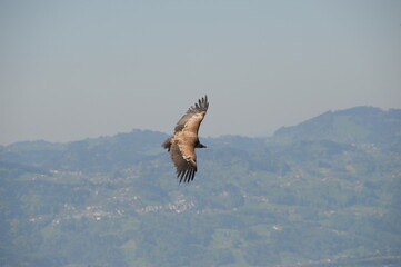 Geier im Flug