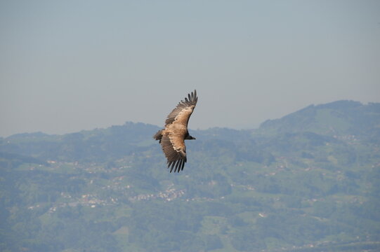 Geier im Flug