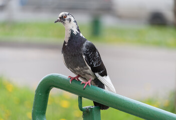 A pigeon sits on the railing of the stairs
