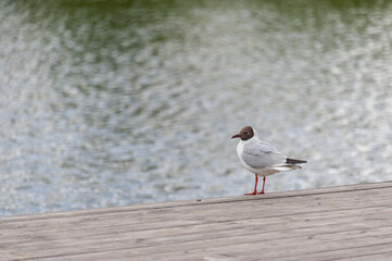 Seagull