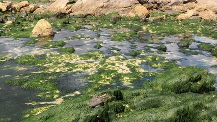 les algues vertes sur les côtes Bretonnes en Finistère Cornouaille France
