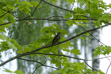 A young starling sits on a maple branch