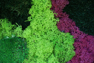 Hintergrund gefärbtes Moos, Islandmoos in leuchtendem Grün, grünes Kugelmoos, Islandmoos in Pink...