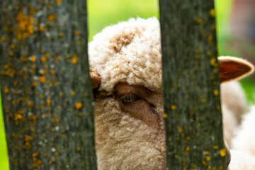 Young sheep through garden fence close up, focus on the sheeps eye.