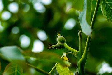 Young wallnut fruit on the tree, dominating vibrant green, space for text.