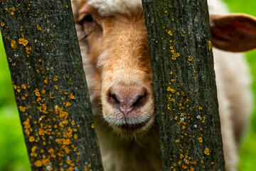 Young sheeps portrait through garden fence, focus on the sheeps nose.