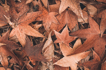 Soft focused Scattered colorful brown, orange and beige fall maple leaves background. Colors of gold autumn. Seasonal sale decoration concept.