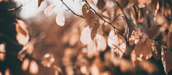 Soft focused Beautiful autumn scene with orange leaves and blurred brown branches. Falling leaves natural outdoor banner background design for social media, seasonal sale announcements. Vintage fall