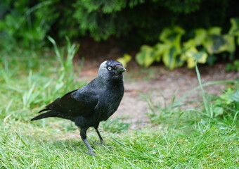 jackdaw in the garden