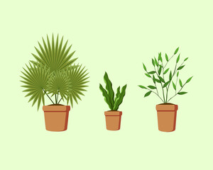 Beautiful green potted plant, design for nature theme decoration
