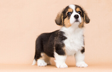 cute tricolor corgi puppy stands in the studio