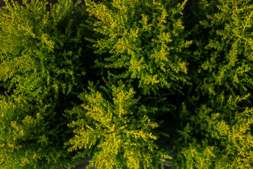 Creative layout made of green leaves. Flat lay. Nature background