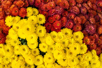 Colorful autumnal chrysanthemum.